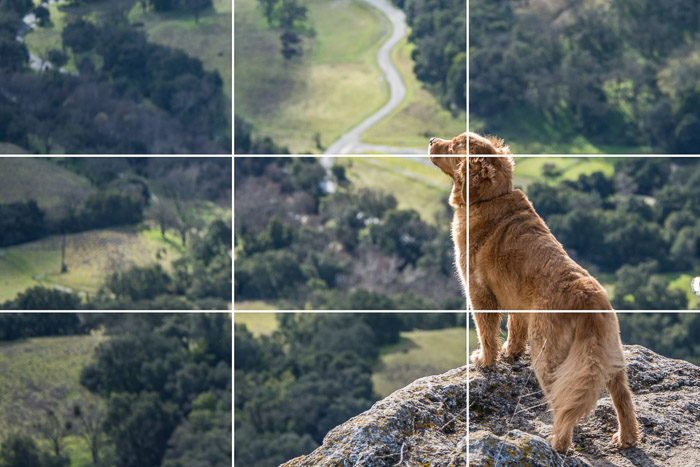 威严的照片金毛猎犬站在悬崖的边缘与三分之一的构图网格叠加