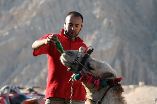 喂养骆驼的红色T恤杉的一个人 - 射击模式