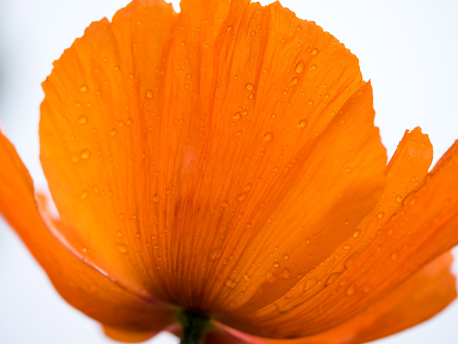 与雨的橙色鸦片花在它的瓣下落