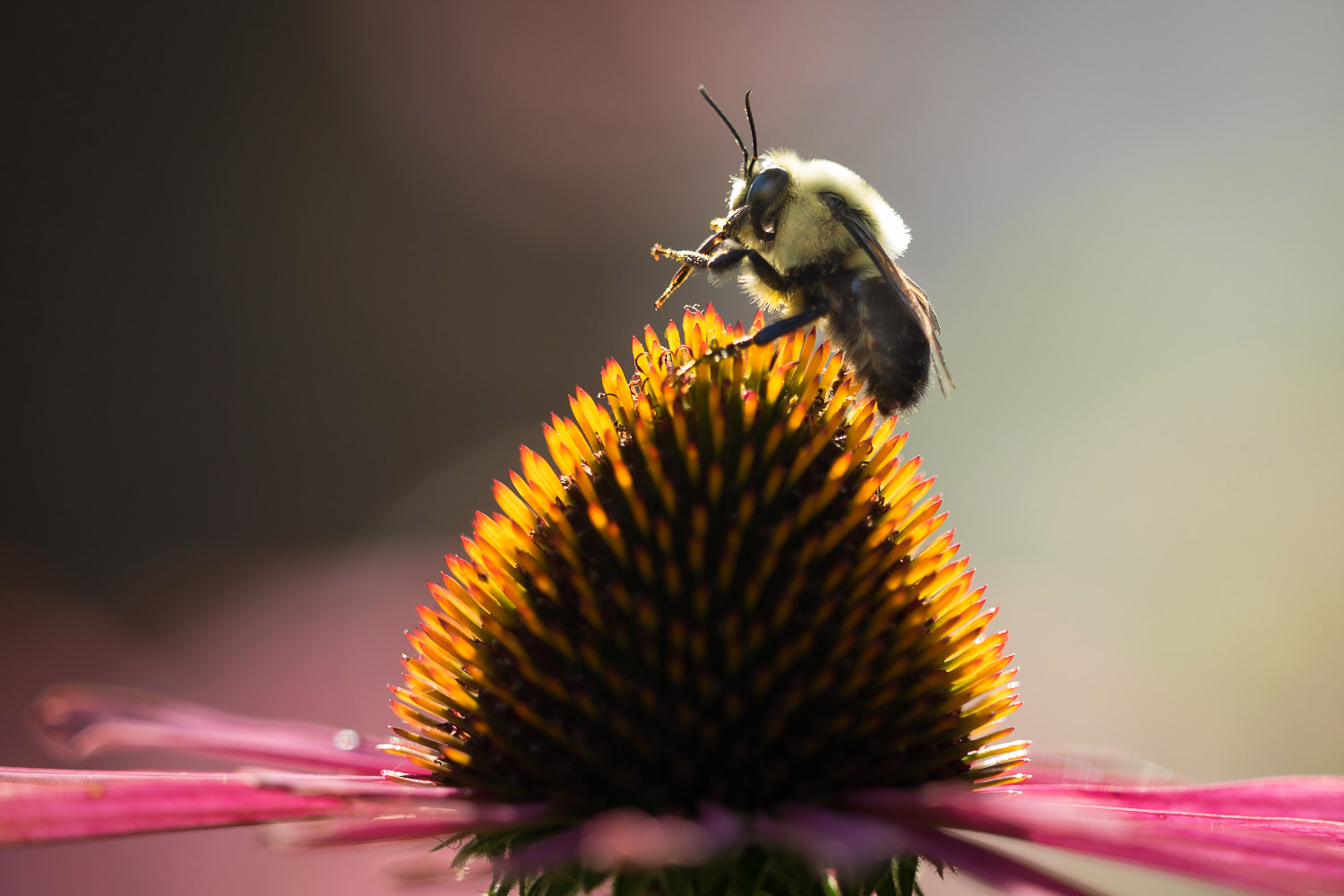 一只蜜蜂在粉红色花朵的柱头上