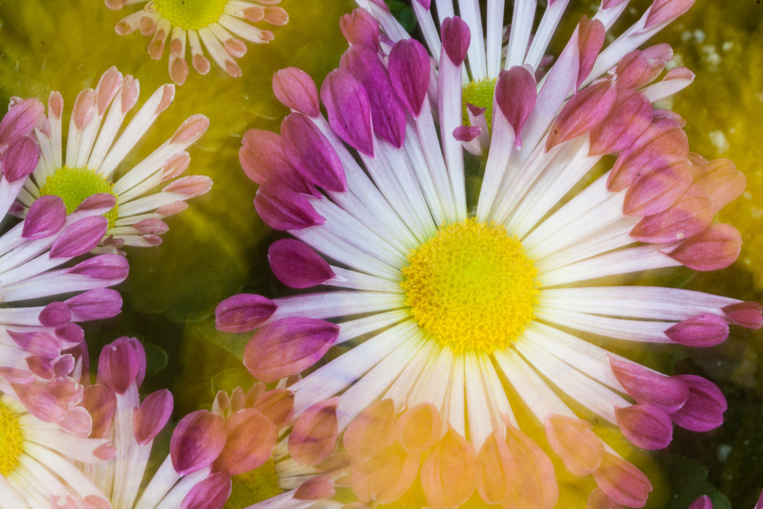 花瓣末端为粉红色的白色花