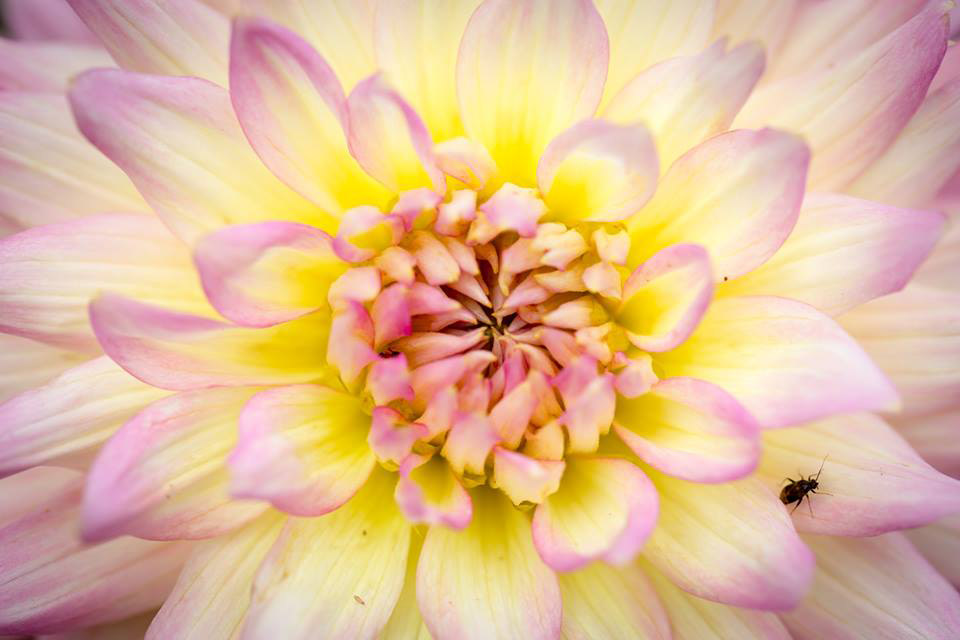 粉黄色花的特写