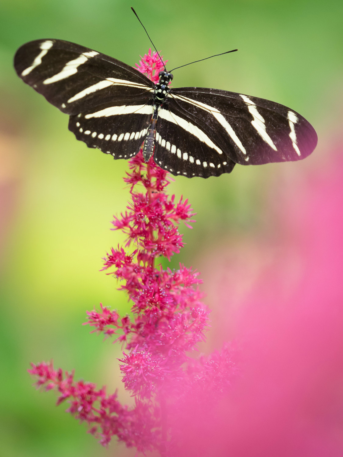 一只黑白相间的蝴蝶停在粉红色的花朵上