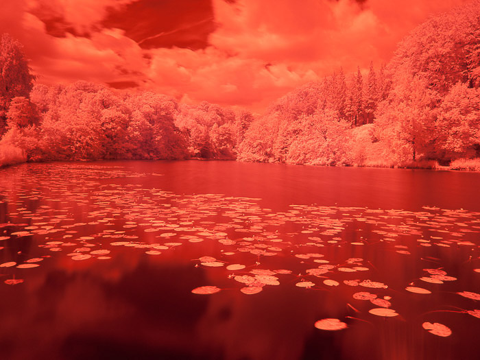 在比利时Chateau de la Hulpe的一只醒目的红池塘，通过红外线摄影捕获