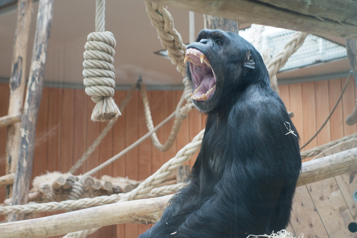 打呵欠在一块玻璃后的大猩猩在一个动物园里在比利时。
