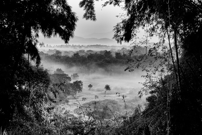 黑白风景图象凝视从丛林中的高度，在距离的大象