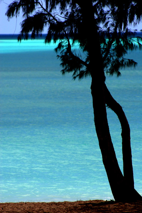 海岸摄影:树的剪影与明亮的蓝色水为背景