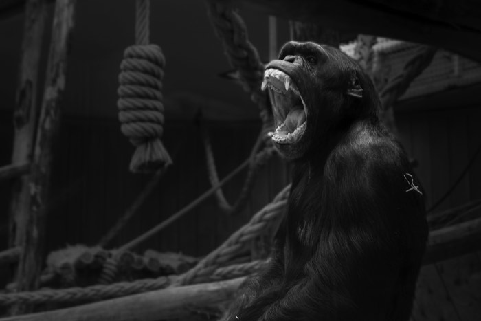 迷离Lightroom中的背景：在动物园图像的Gorilla的最终版本，在Lightroom编辑