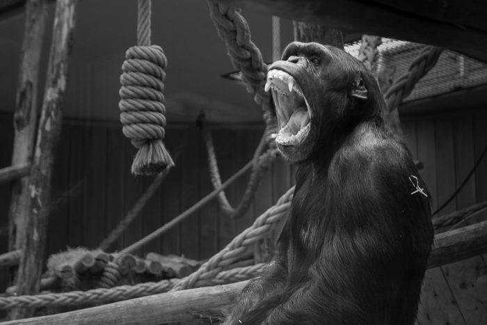 迷离在Lightroom的背景：大猩猩的黑白图象有分散的背景的