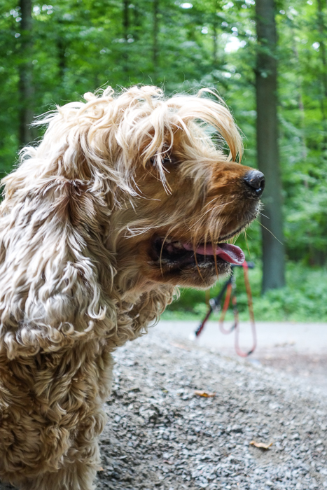 一只逗人喜爱的棕色狗在森林里