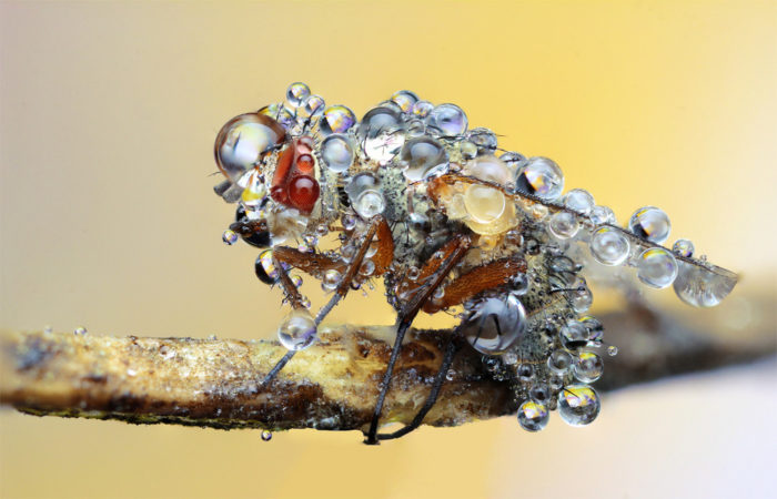 ayx大小微距摄影——清晨被露珠覆盖的苍蝇。