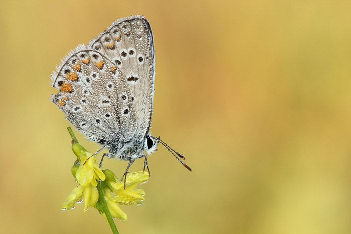 在植物栖息的蓝色蝴蝶。侧面图。ayx大小宏观摄影例子。