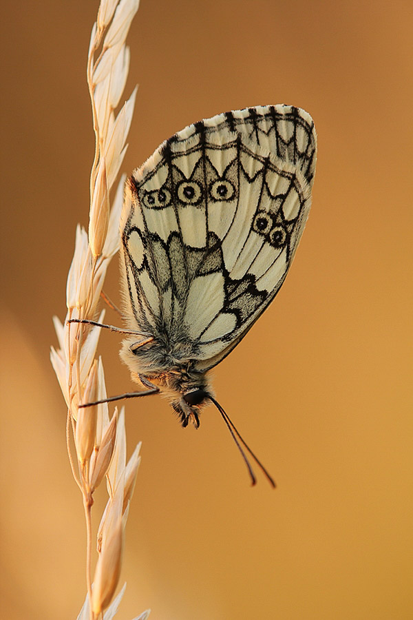 垂直坐在麦子词根的绿色蝴蝶。ayx大小微距摄影的例子。
