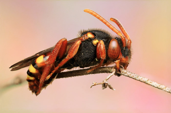 红黄蜂或大黄蜂栖息在植物上。ayx大小微距摄影的例子。特写镜头。