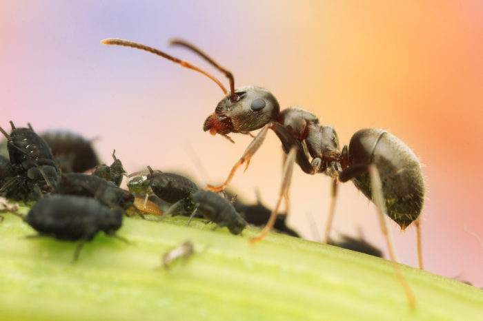 蚂蚁站在树叶上，上面是小昆虫-微距摄影的例子ayx大小