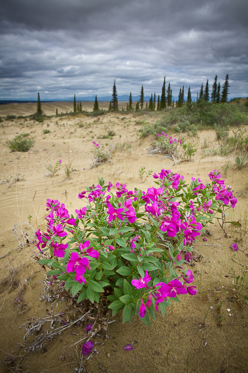 在景观摄影中，在充满活力的沙漠花朵上有厚厚的云层，这是一个评估测光的例子