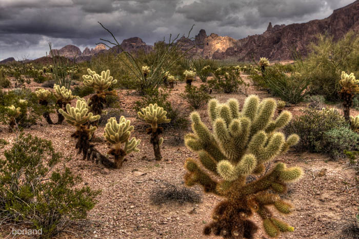 Cholla仙人掌的沙漠植物群摄影