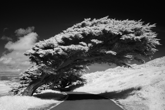 一棵树倚在小路上进行黑白摄影的照片