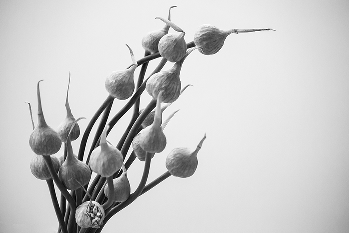 一朵花的图象在黑白的，作为静物画摄影的一部分