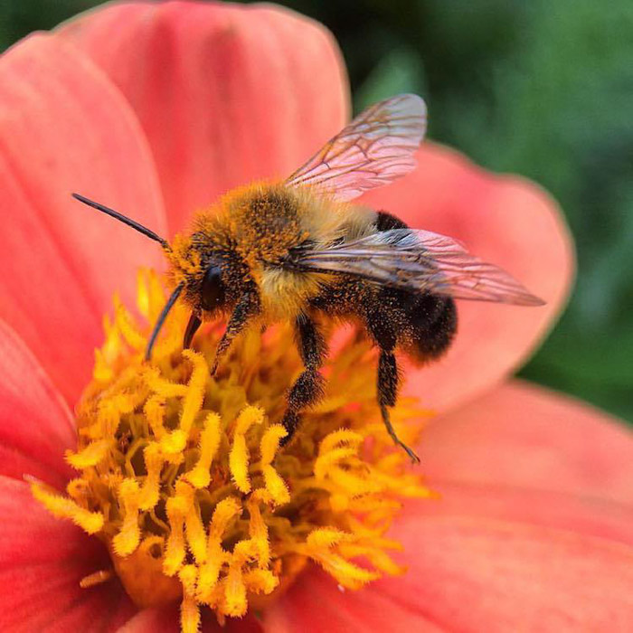 蜜蜂在花上的微距照片