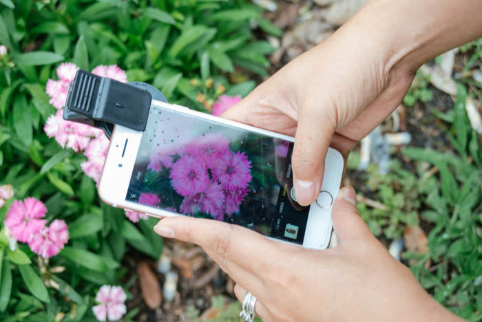 有人在用iPhone拍粉红色的花