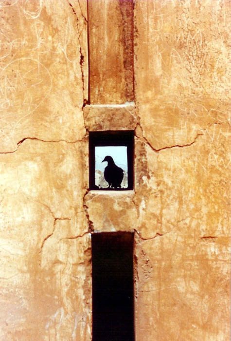 一只鸽子在一座石头建筑的窗户上的剪影