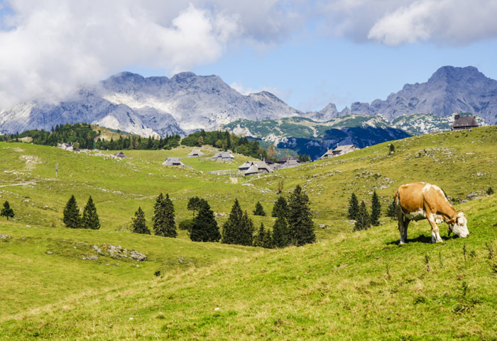 在一个晴朗的日子里，一头奶牛在绿色的田野里吃草，背景是群山。如何使用测光表。