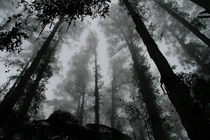一张黑白照片拍摄的大气森林