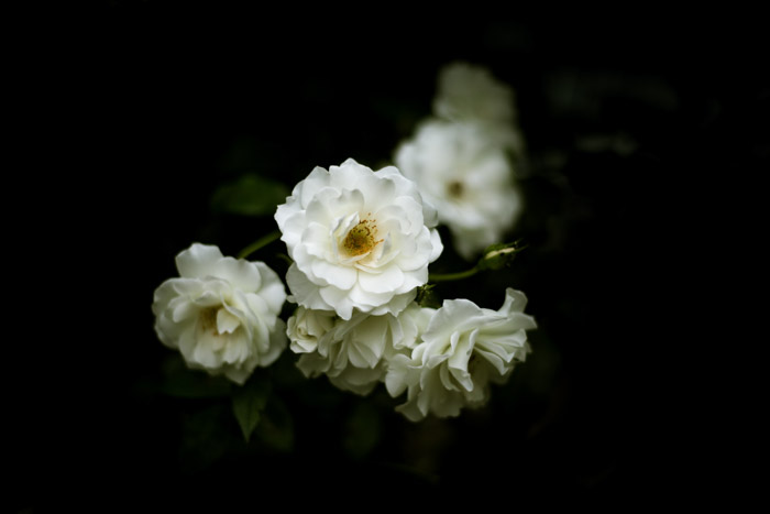 美术射击了在黑暗的表面上的白色花有黑暗的背景
