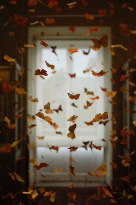 一张用许多蝴蝶在空中飞舞的照片