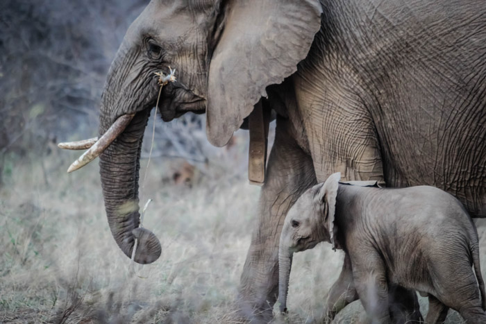 母亲和婴孩大象的野生生物照片他们的自然栖息地