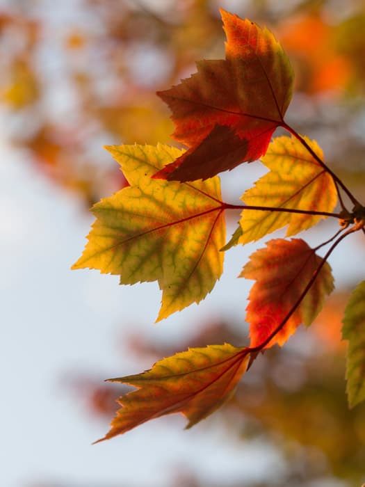 微距照片的秋叶与散景效果背景