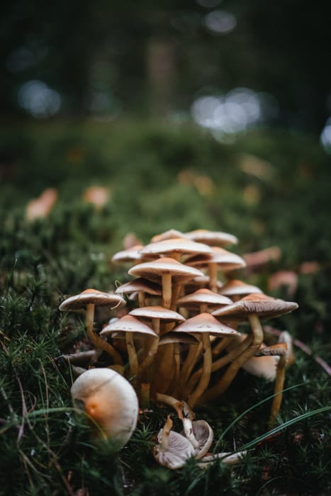 微距照片蘑菇在草地上与良好的散景摄影背景