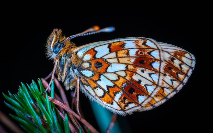 用农作物传感器相机拍摄的美丽的蝴蝶微距照片