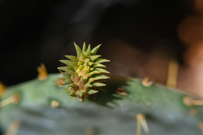 一个绿色植物的特写-微距花摄影技巧