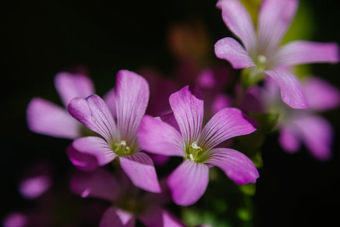美丽的花摄影的紫色花朵肖像