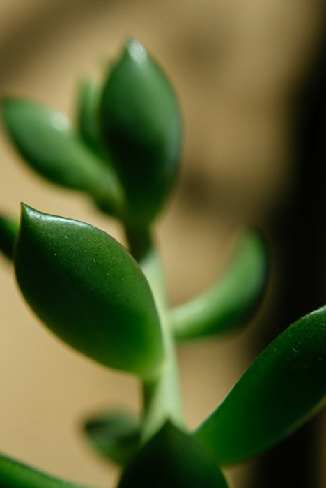 一个绿色茎植物的特写