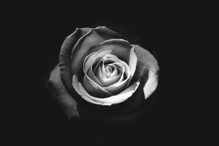 一个近距离照片的玫瑰盛开与黑白胶卷