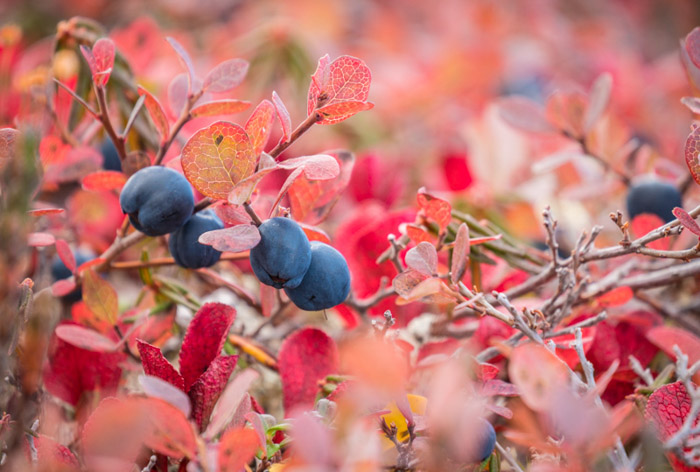 桃红色秋叶的一个lucious宏观射击与蓝色莓果