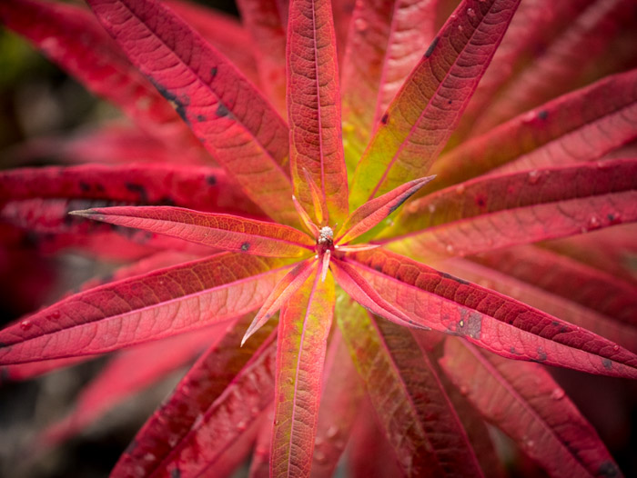 微距ayx大小摄影拍摄了一株粉红色的秋季植物的中心-如何拍摄秋季摄影