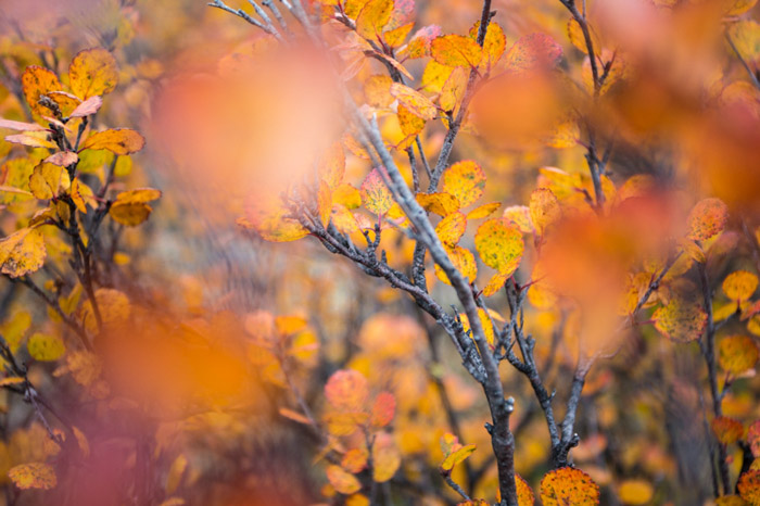 微距秋天摄影的橙色和阅读叶在阿拉斯加Kongakut
