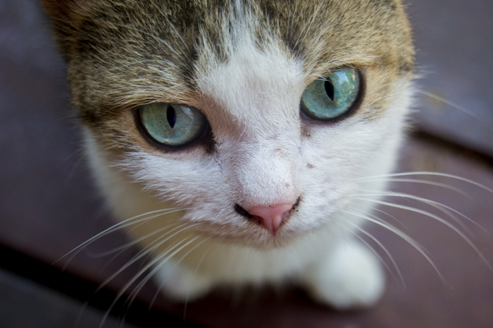 聚焦在眼睛上的猫的特写肖像