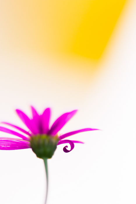 令人惊叹的微距图像粉红色的花与模糊的黄色背景