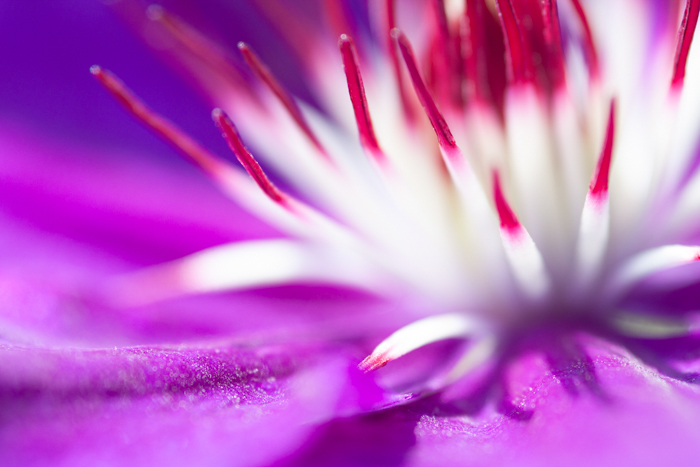 紫色和白色的花的惊人的宏图像