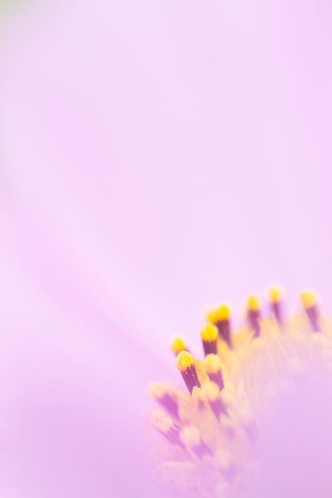 这是粉红色和黄色花朵的惊人微距图像