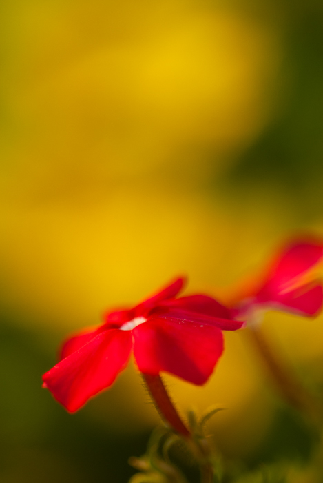 模糊背景下的红色花朵的惊人微距图像