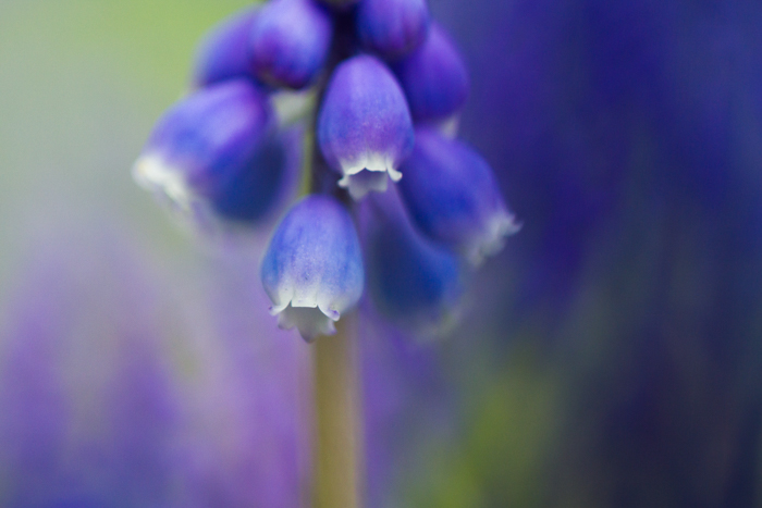 令人惊叹的蓝色花朵微距图像