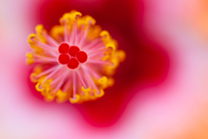 这是粉红色和黄色花朵的惊人微距图像