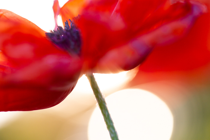 令人惊叹的红色罂粟的微距图像