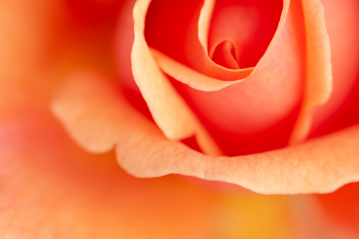 玫瑰的宏观照片在橙色颜色的